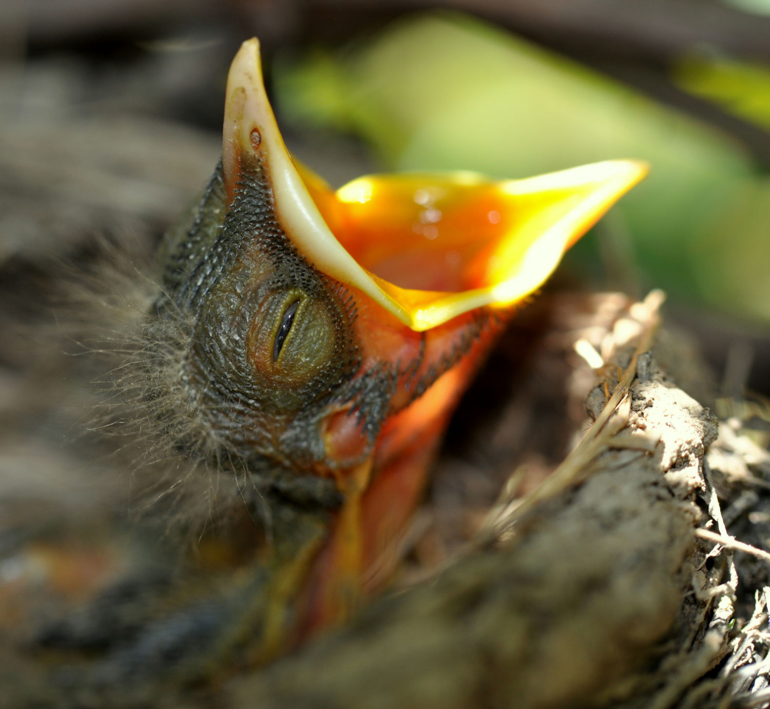 Birds